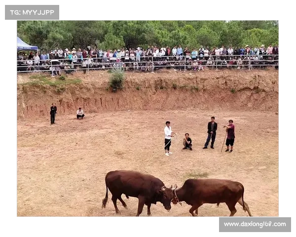 斗牛赛事直播 斗牛大赛火热直播中跟随镜头探索斗牛激情世界见证勇士与公牛生死较量实时感受心跳瞬间